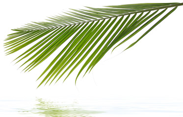 Fototapeta premium palme exotique fond blanc