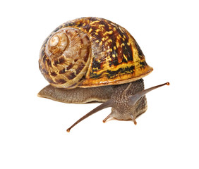 Clsoe up of Burgundy (Roman) snail isolated on white background
