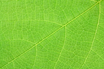 Fototapeta na wymiar zielony liść winorośli blaszki białe tło