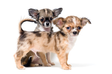 Two puppies chihuahua in studio