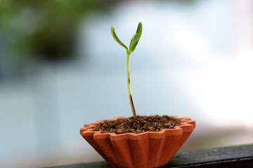Baby plant-New life