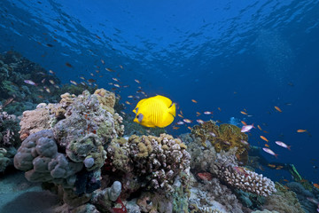 butterflyfish, ocean and coral