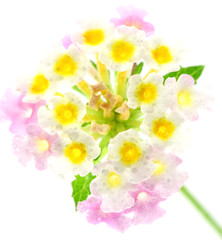 Fototapeta na wymiar inflorescences lantana bicolore fond blanc