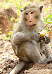 Monkey with banana