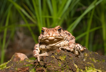 Toad (Bufo gargarizans) 7