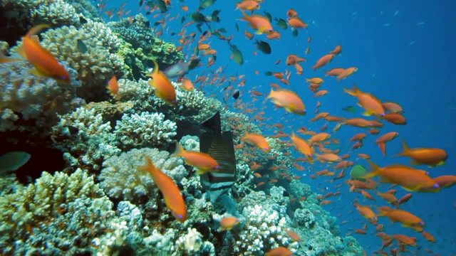Shoal of fish on the reef