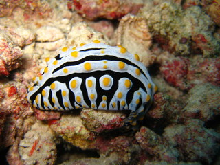 Nacktschnecke