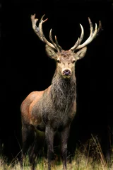 Acrylic prints Deer Rothirsch