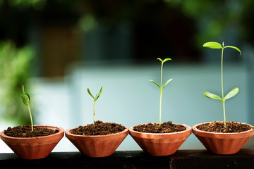 Plant growth-Beginnings