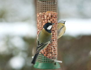 A great tit and a blue tit on nuts