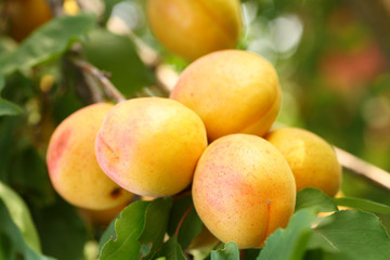 Apricots_