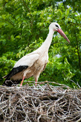 Stork on nest