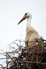 Stork on nest