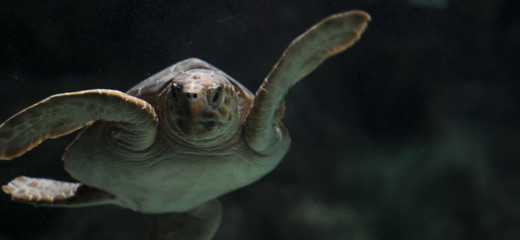 Fototapeta na wymiar Wasserschildkröte