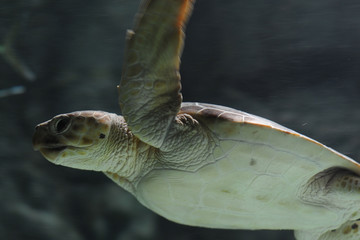 Wasserschildkröte