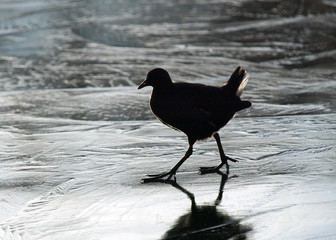 Moorhen