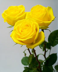 Yellow roses