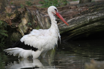 Badender Weißstorch