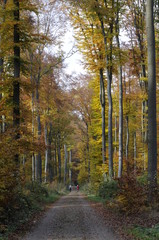 Weg im Herbstwald