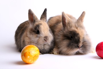 Zwei Osterhasen © Fontanis