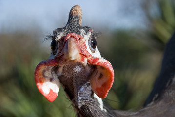 gallina africana