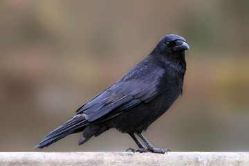 corbeau corneille oiseau malheur parc jardin noir plume perchoir