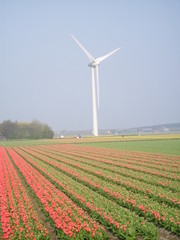 Tulpenfeld