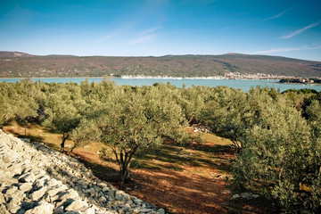 Olive trees