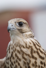Wild Falcon