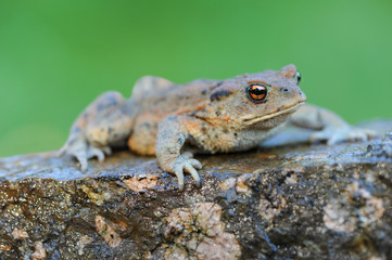Frosch 8