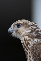 Wild Falcon