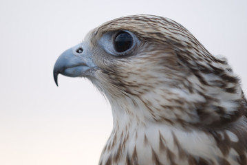 Wild Falcon