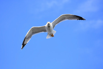 A seagull