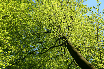 Forest in spring