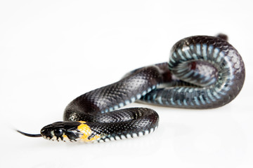 Naklejka premium Snake isolated on white background.