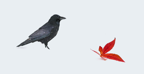 corneille corbeau hiver oiseau feuille zen méditation nature con