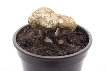 Pilze im Blumentopf