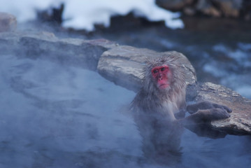 Naklejka premium スノーモンキー