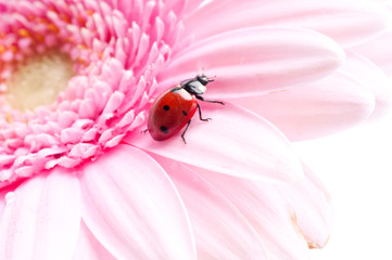gerbera flower and ladybug