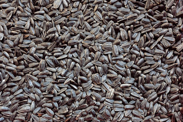 graines de tournesol