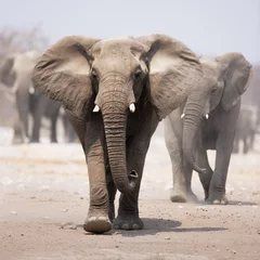 Muurstickers kudde olifanten © JohanSwanepoel
