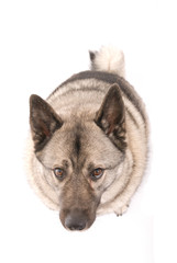 Norwegian Elkhound