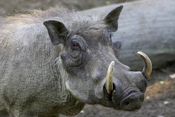 Warzenschwein 1