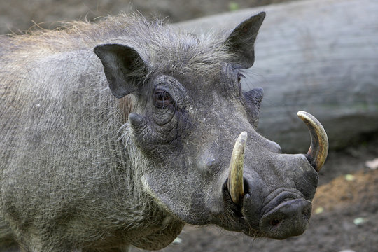 Warzenschwein 1