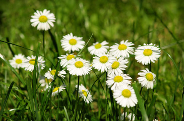 Sunshine daisies