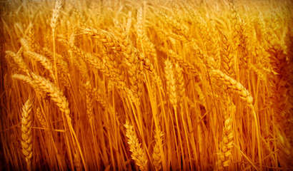 wheat closeup
