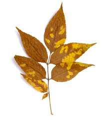 leaf autumn fall seasonal nature