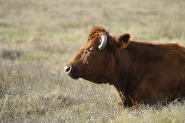 vache rousse