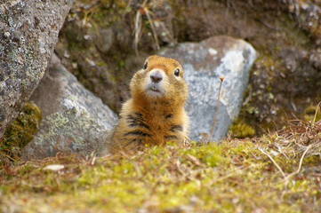 Ground Squirrel - Erdhörnchen