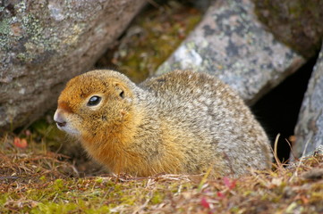 Naklejka na ściany i meble Ground Squirrel - Erdhörnchen